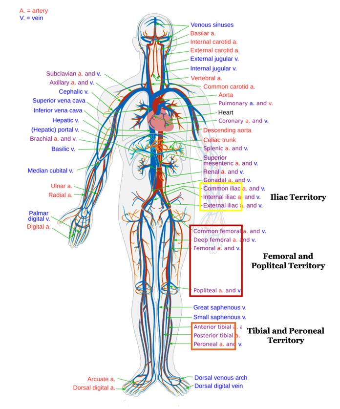 2026 CPT Updates - New Vascular Territory for Endovascular Revascularization of Lower Extremities for Occlusive Disease Picture 1