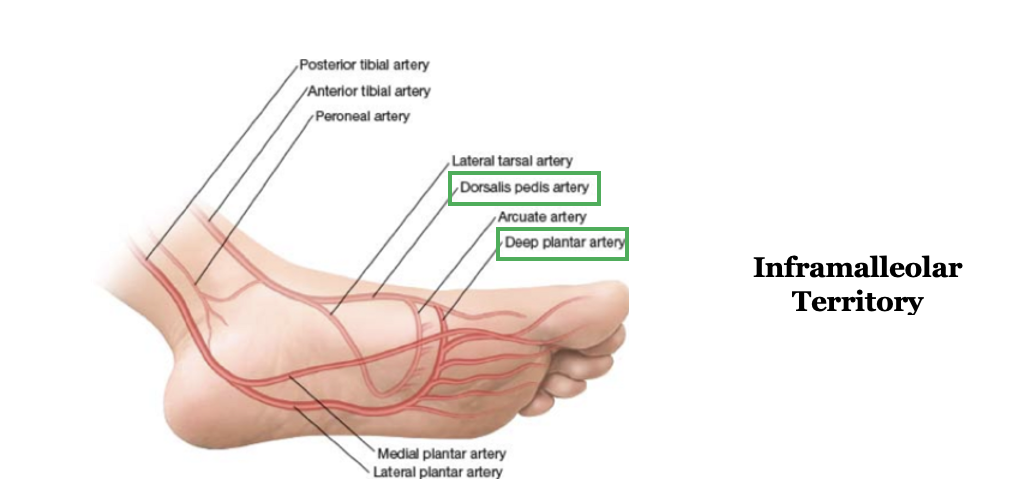 2026 CPT Updates - New Vascular Territory for Endovascular Revascularization of Lower Extremities for Occlusive Disease Picture 2