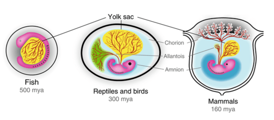 Amnion Image