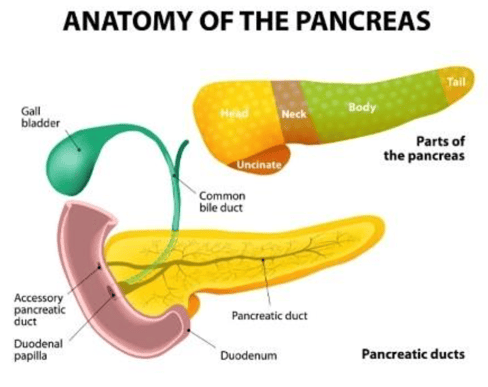 Anatomy of a Pancreas