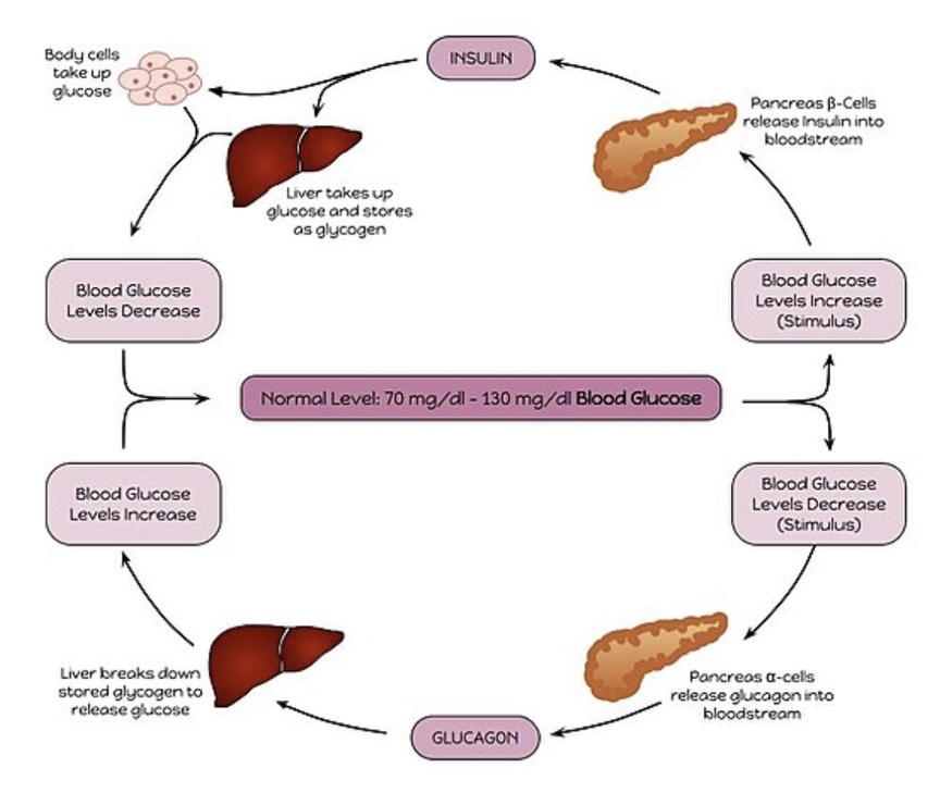 Clinical Validation – Diabetic Ketoacidosis (DKA)