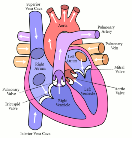 Coding Heart Failure Documented As Hfref Or Hfpef