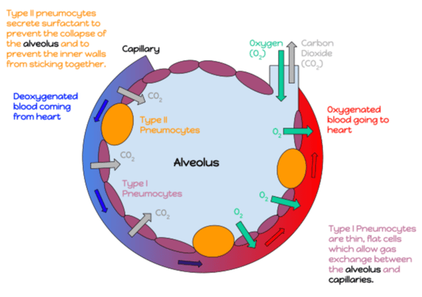 How Respiration Works