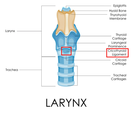 Image of a Larynx