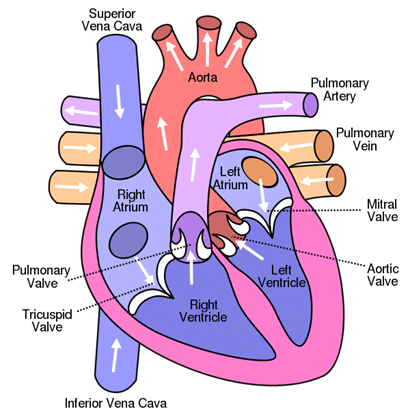 https://commons.wikimedia.org/wiki/File:Heart_numlabels.svg