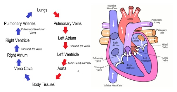 Myocardial Infarction CDI Blog Picture 1