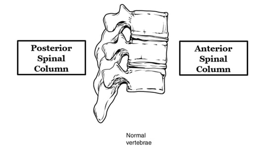 Posterior and Anterior Spinal Column 