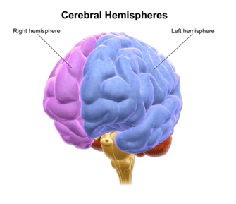 cerebral hemispheres