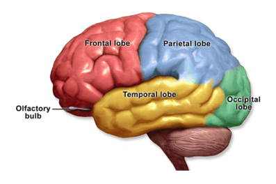 frontal, parietal, temporal and occipital lobes