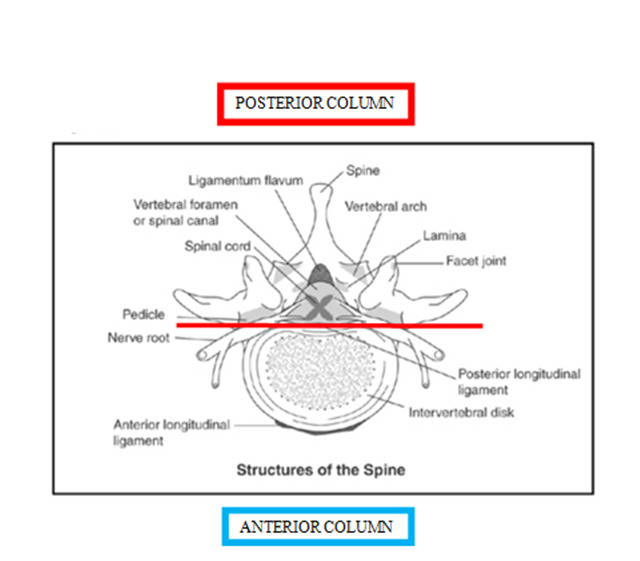 posterior column