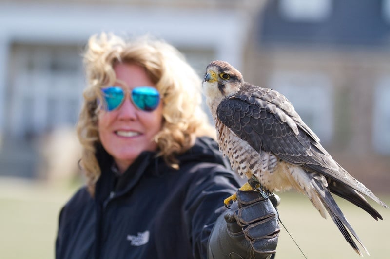 Pat Maccariella-Hafey and falcon at Salamander Resort, VA