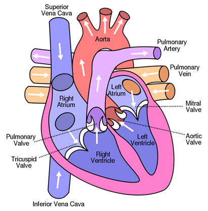 cardiac catheterization coding in icd-10-pcs image